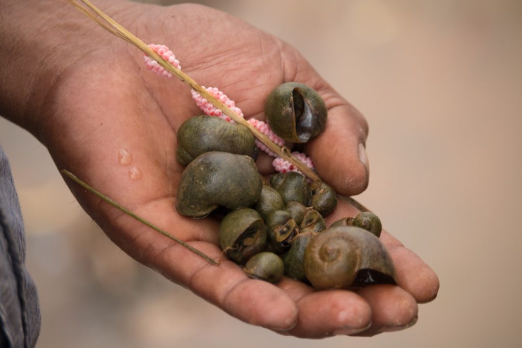 🇰🇪 Research, develop, and implement solution to the Golden Apple Snail which decimate rice seedlings, forming farmers to replant